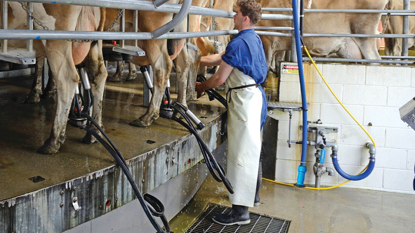 Anka washing cow shed